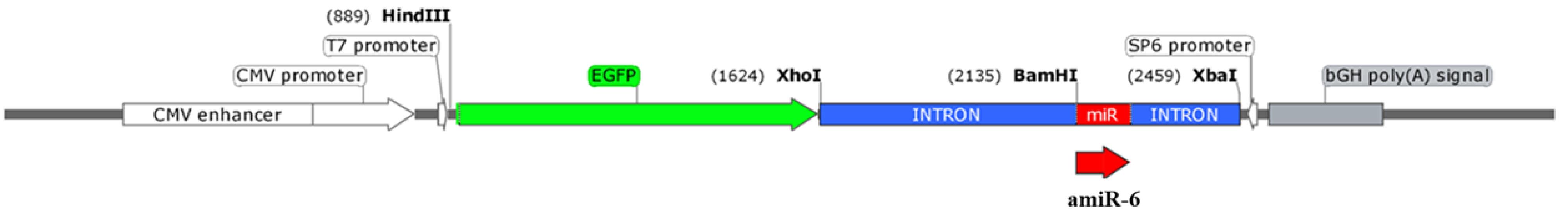 apb-15-453-g001