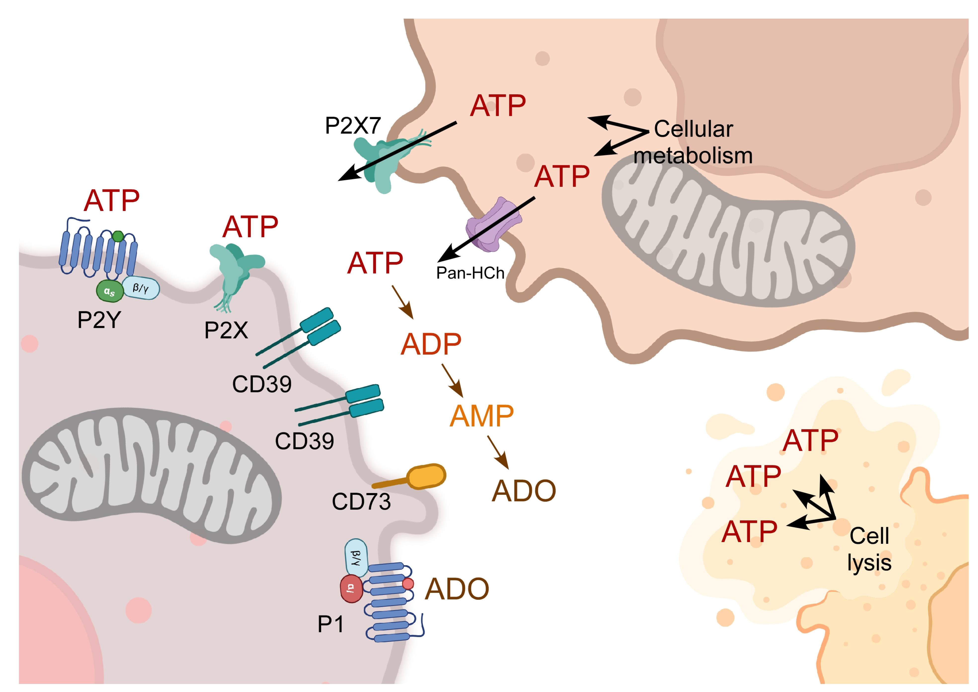 apb-15-779-g002