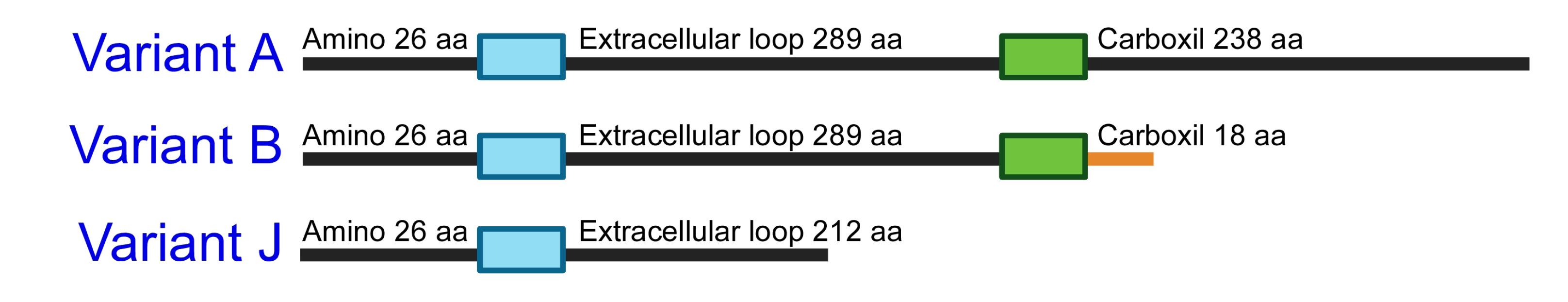 apb-15-779-g003